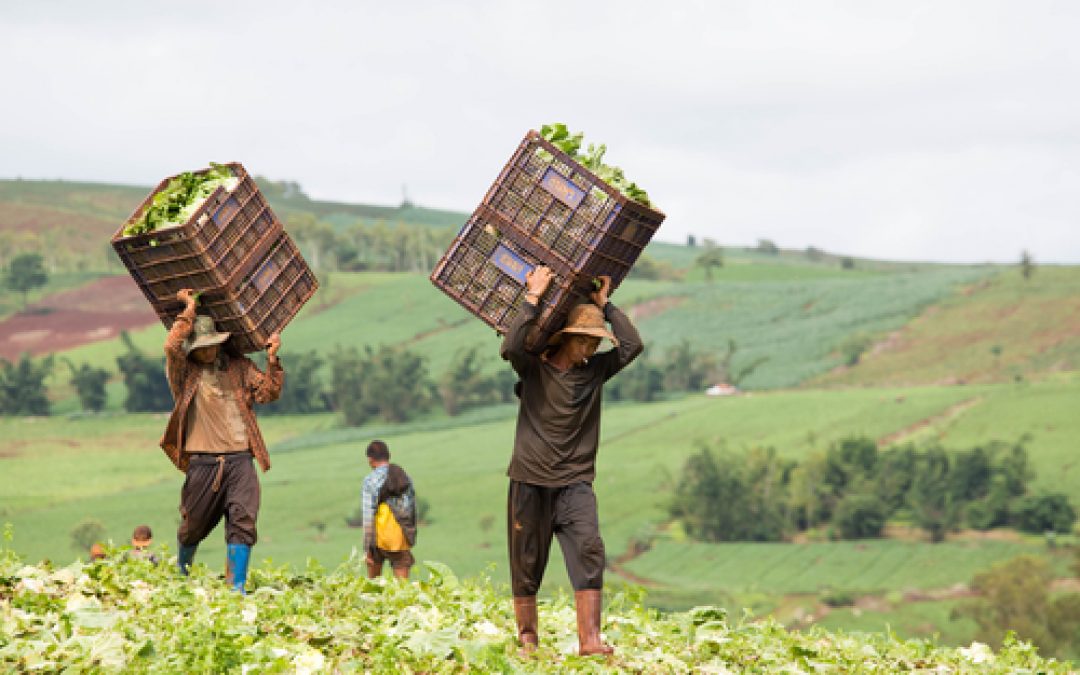 Il caporalato: schiavitù moderna o lavoro irregolare?