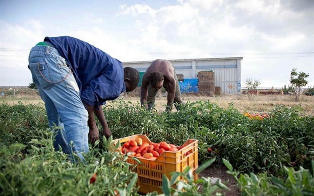 La legge anticaporalato ha bisogno di una riforma profonda